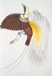 Petit oiseau de paradis Paradisea minor - John Edward Gray — Ansicht des Kunstwerks