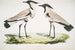 Pluvier mit gefederten Flügeln Charadrius ventralis Männchen und Weibchen - John Edward Gray — Ansicht des Kunstwerks
