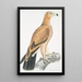 Aigle fauve Aquilla fulvescens - John Edward Gray — gerahmtes Bild an der Wand