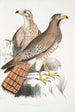 Buse Teesa Buzard Buteo Teesa 1 junger 2 alter Vogel - John Edward Gray — Ansicht des Kunstwerks