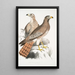Buse Teesa Buzard Buteo Teesa 1 junger 2 alter Vogel - John Edward Gray — gerahmtes Bild an der Wand