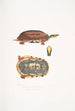 Tortue-boîte à trois bandes Cistuda trifasciata - John Edward Gray — Ansicht des Kunstwerks