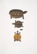 Terrapin dentelé Emys dentata - John Edward Gray — Ansicht des Kunstwerks
