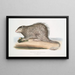 Igel mit buschigem Schwanz Hystrix fasiculata Hystrix fasciculata Indien - John Edward Gray — gerahmtes Bild an der Wand