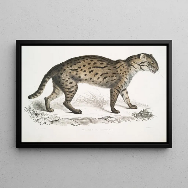 John Edward Gray - Vivirine Viverrine Cat Felis Vivirinus Viverrinus.webp