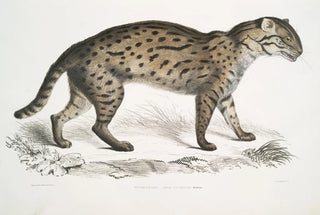 John Edward Gray - Vivirine Viverrine Cat Felis Vivirinus Viverrinus.webp