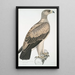 Aigle à points blancs Aquilla punctata - John Edward Gray — gerahmtes Bild an der Wand