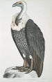 Weißrückenvautour Vultur leuconota - John Edward Gray — Ansicht des Kunstwerks