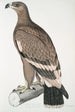 Weißbandadler Aquilla bifasciata - John Edward Gray — Ansicht des Kunstwerks
