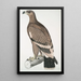 Weißbandadler Aquilla bifasciata - John Edward Gray — gerahmtes Bild an der Wand