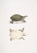 Junge Trionyx valvulaire Trionyx punctata junior - John Edward Gray — Ansicht des Kunstwerks