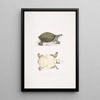 John Edward Gray - Young Valvular Trionyx Trionyx punctata junior.webp