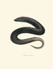 Amphiuma tridactyla - John Edwards Holbrook — Ansicht des Kunstwerks