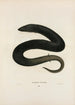 Amphiume à trois doigts - John Edwards Holbrook — Ansicht des Kunstwerks