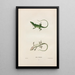 Anolis von Caroline - John Edwards Holbrook — gerahmtes Bild an der Wand