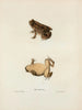 Bufo americanus - John Edwards Holbrook — Ansicht des Kunstwerks