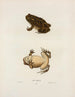 Par rapport au crapaud - John Edwards Holbrook — Ansicht des Kunstwerks