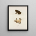 Par rapport au crapaud - John Edwards Holbrook — gerahmtes Bild an der Wand