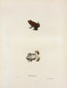 Bufo erythronotus - John Edwards Holbrook — Ansicht des Kunstwerks