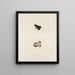 Bufo erythronotus - John Edwards Holbrook — gerahmtes Bild an der Wand