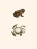 Bufo lentiginosus - John Edwards Holbrook — Ansicht des Kunstwerks