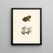Bufo lentiginosus - John Edwards Holbrook — gerahmtes Bild an der Wand