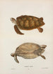 Tortue verte Chelonia mydas - John Edwards Holbrook — Ansicht des Kunstwerks