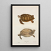 Tortue verte Chelonia mydas - John Edwards Holbrook — gerahmtes Bild an der Wand