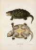 Tortue à cou de serpent Temminckii - John Edwards Holbrook — Ansicht des Kunstwerks