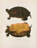 Cistude de Caroline - John Edwards Holbrook — Ansicht des Kunstwerks