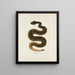Crotalophorus tergeminus - John Edwards Holbrook — gerahmtes Bild an der Wand