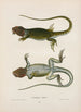 Crotaphytus à collier - John Edwards Holbrook — Ansicht des Kunstwerks