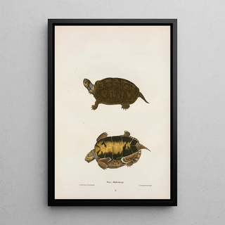 John Edwards Holbrook - Emys Mobilensis.webp