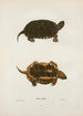 Tortue ponctuée - John Edwards Holbrook — Ansicht des Kunstwerks