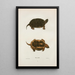 Tortue ponctuée - John Edwards Holbrook — gerahmtes Bild an der Wand