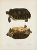 Emys rubriventris - John Edwards Holbrook — Ansicht des Kunstwerks