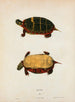 Tortue dentelée - John Edwards Holbrook — Ansicht des Kunstwerks