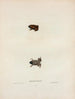 Engystoma carolinense - John Edwards Holbrook — Ansicht des Kunstwerks