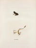 Hylodes gryllus - John Edwards Holbrook — Ansicht des Kunstwerks