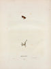 Hylodes ocularis - John Edwards Holbrook — Ansicht des Kunstwerks