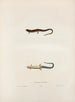 Lygosoma lateralis - John Edwards Holbrook — Ansicht des Kunstwerks