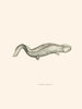 Menopoma Alleghanensis - John Edwards Holbrook — Ansicht des Kunstwerks