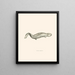 Menopoma Alleghanensis - John Edwards Holbrook — gerahmtes Bild an der Wand