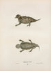 Phrynosome cornu - John Edwards Holbrook — Ansicht des Kunstwerks