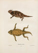 Phrynosome couronné - John Edwards Holbrook — Ansicht des Kunstwerks