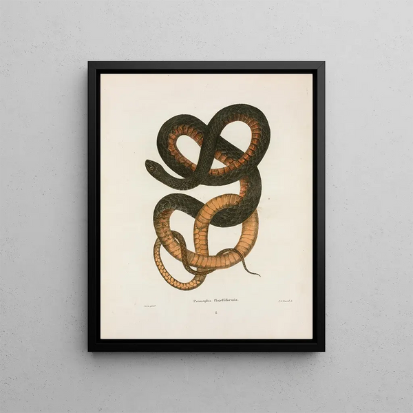 John Edwards Holbrook - Psammophis flagelliformis.webp