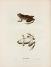 Grenouille hurlante - John Edwards Holbrook — Ansicht des Kunstwerks