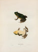 Rana fontinalis - John Edwards Holbrook — Ansicht des Kunstwerks