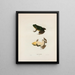 Rana fontinalis - John Edwards Holbrook — gerahmtes Bild an der Wand