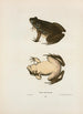Frosch von Horicon - John Edwards Holbrook — Ansicht des Kunstwerks